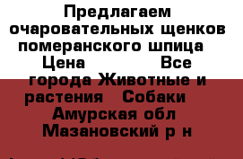 Предлагаем очаровательных щенков померанского шпица › Цена ­ 15 000 - Все города Животные и растения » Собаки   . Амурская обл.,Мазановский р-н